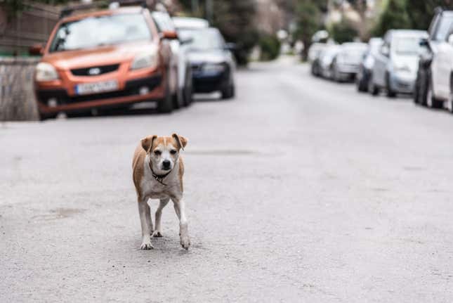 Image for article titled Italian Town Discovers True Cause Of Slashed Tires And It’s Not The Mob Or Angry Neighbors