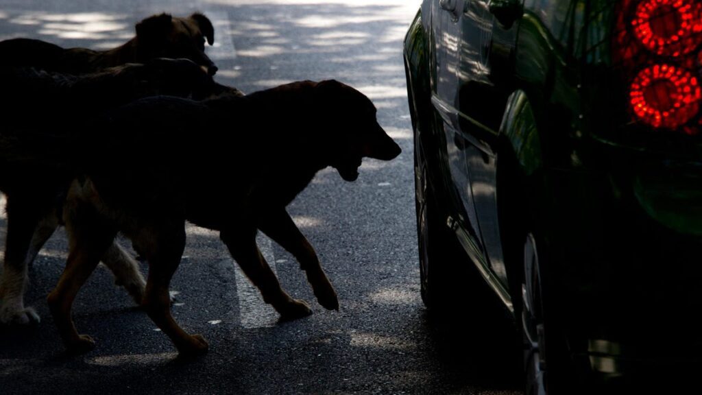 Italian Town Discovers True Cause Of Slashed Tires And It’s Not The Mob Or Angry Neighbors