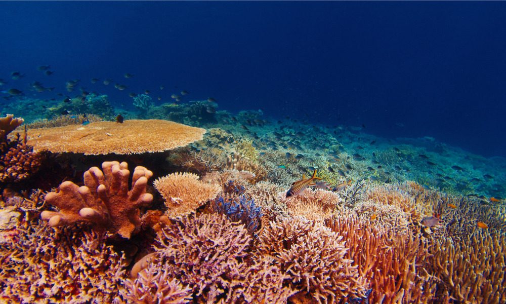 Coral reefs in Indonesia could get UN-backed insurance
