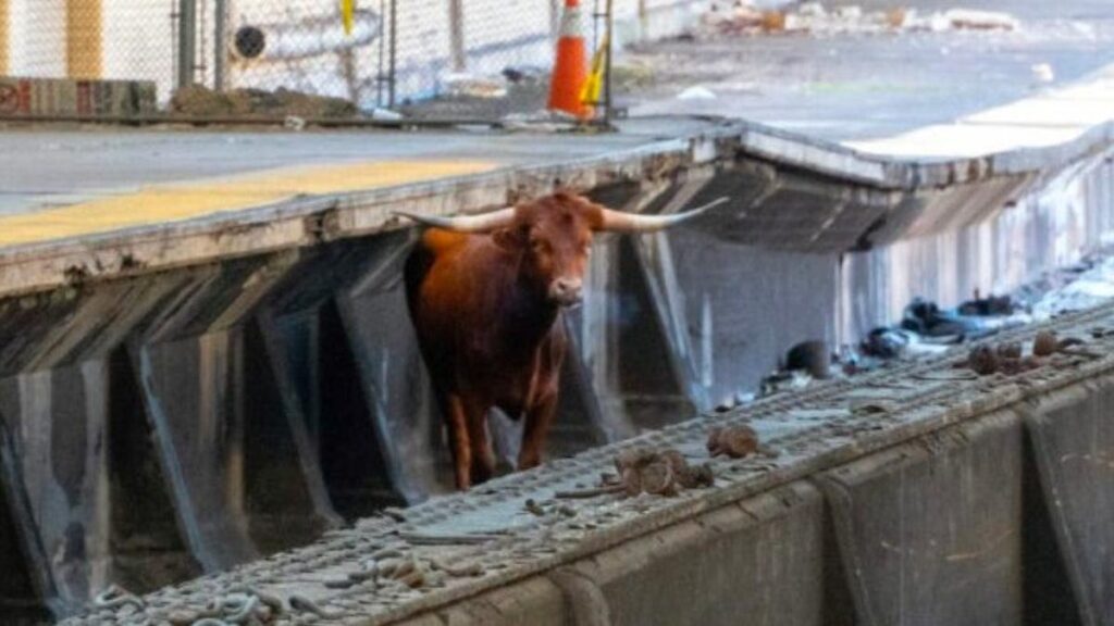 Loose Bull In New Jersey Train Station Surprises Witnesses, Delays Commutes