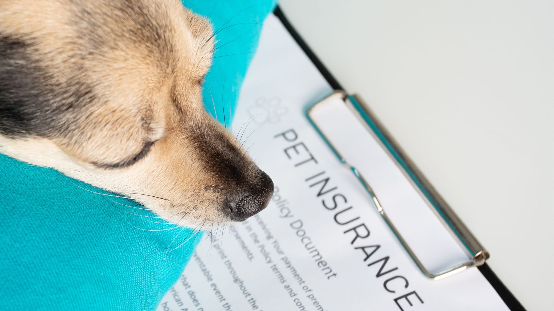 Best pet insurance