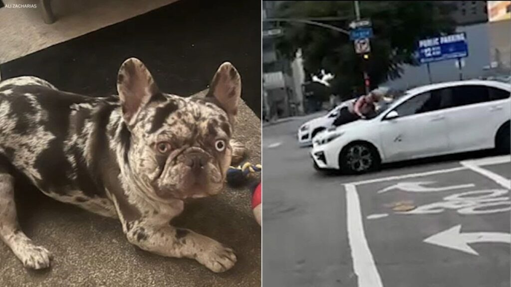 Woman Holds On To Car Hood For Several Blocks While Trying To Rescue Stolen Dog