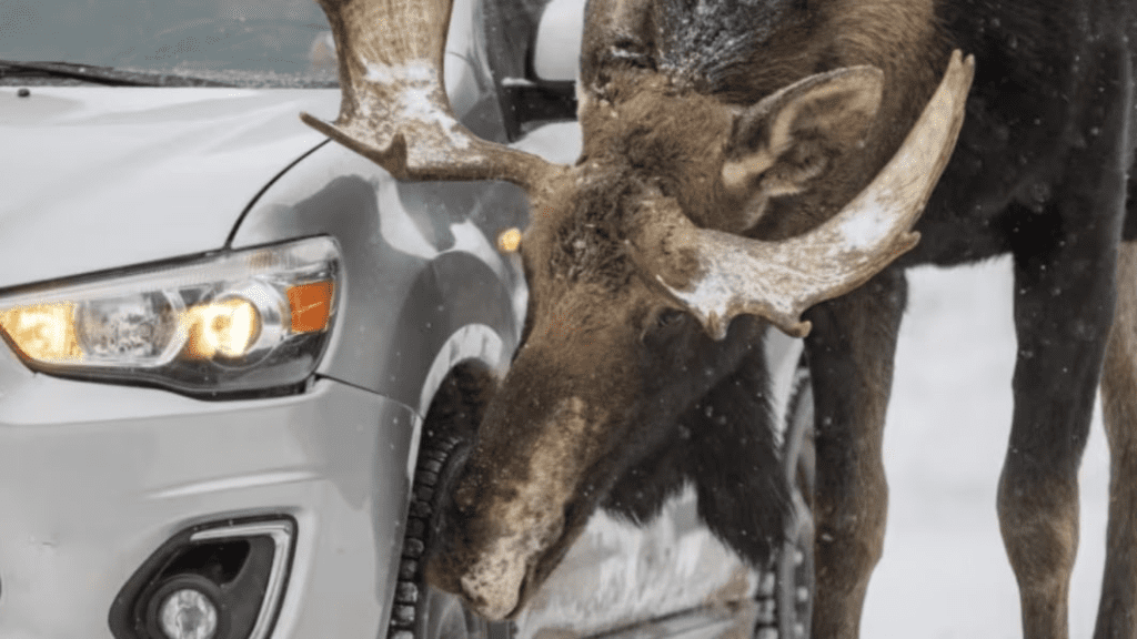 In Canada, it's not about love when a moose licks your car