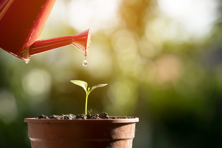 Watering a small plant to represent growing a business