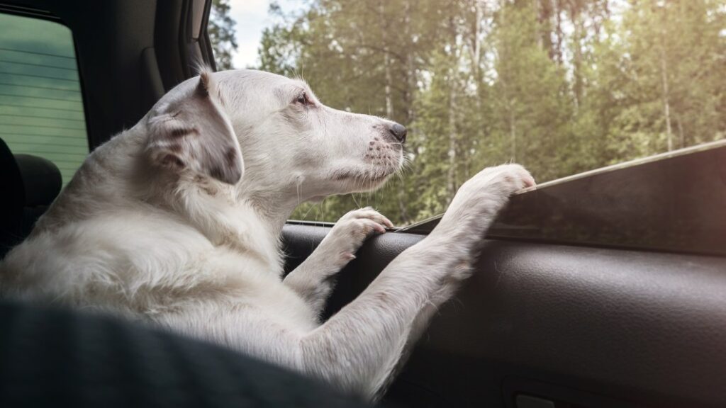 The best car seat covers for dogs in 2024