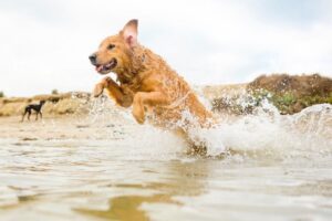 Best dog-friendly beaches