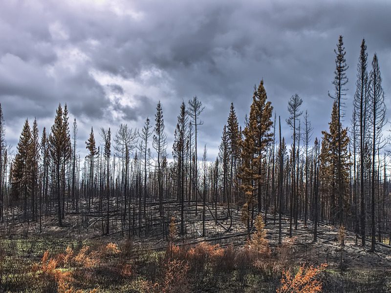 Wildfire on the Cariboo Plateau of B.C.