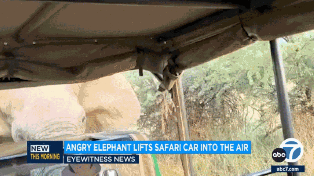 Pissed Off Elephant Lifts African Safari Truck In The Air