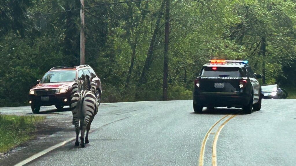 Zebra Gang Escape Petting Zoo With Daring Interstate Run, One Still On The Lam