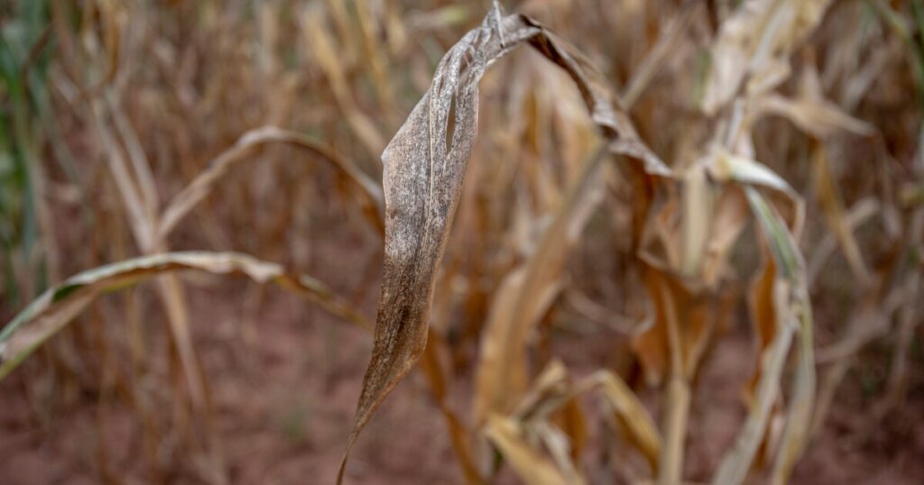 El Niño to trigger drought insurance payouts in four southern African countries