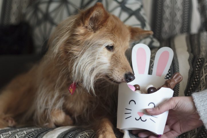 From chocolate bunnies to Easter eggs: Why you should keep these out of range of your pups!