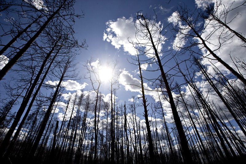 Burnt trees in Saprae Creek near Fort McMurray following 2016 wildfire.