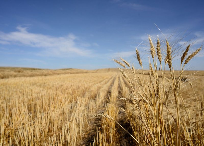 Harvested wheat field in Saskatchewan