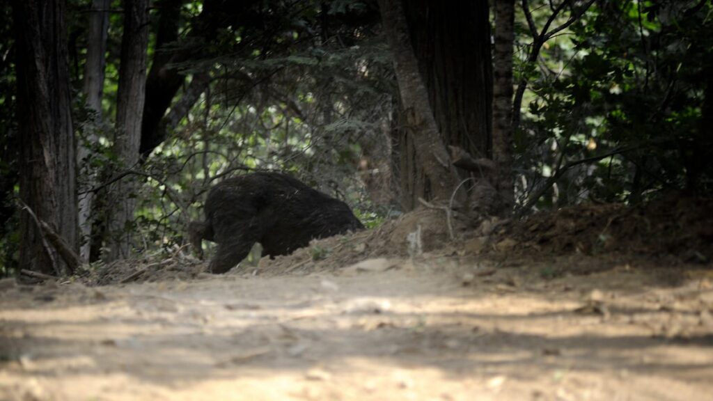 Bear Drags Crash Victim From Wreckage After Car Crashes Into Woods