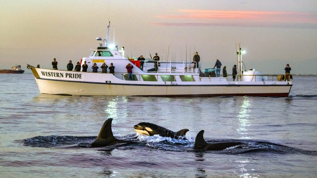 Orcas Sink 50-Foot Yacht As Second Summer Of Aquatic Rage Ignites