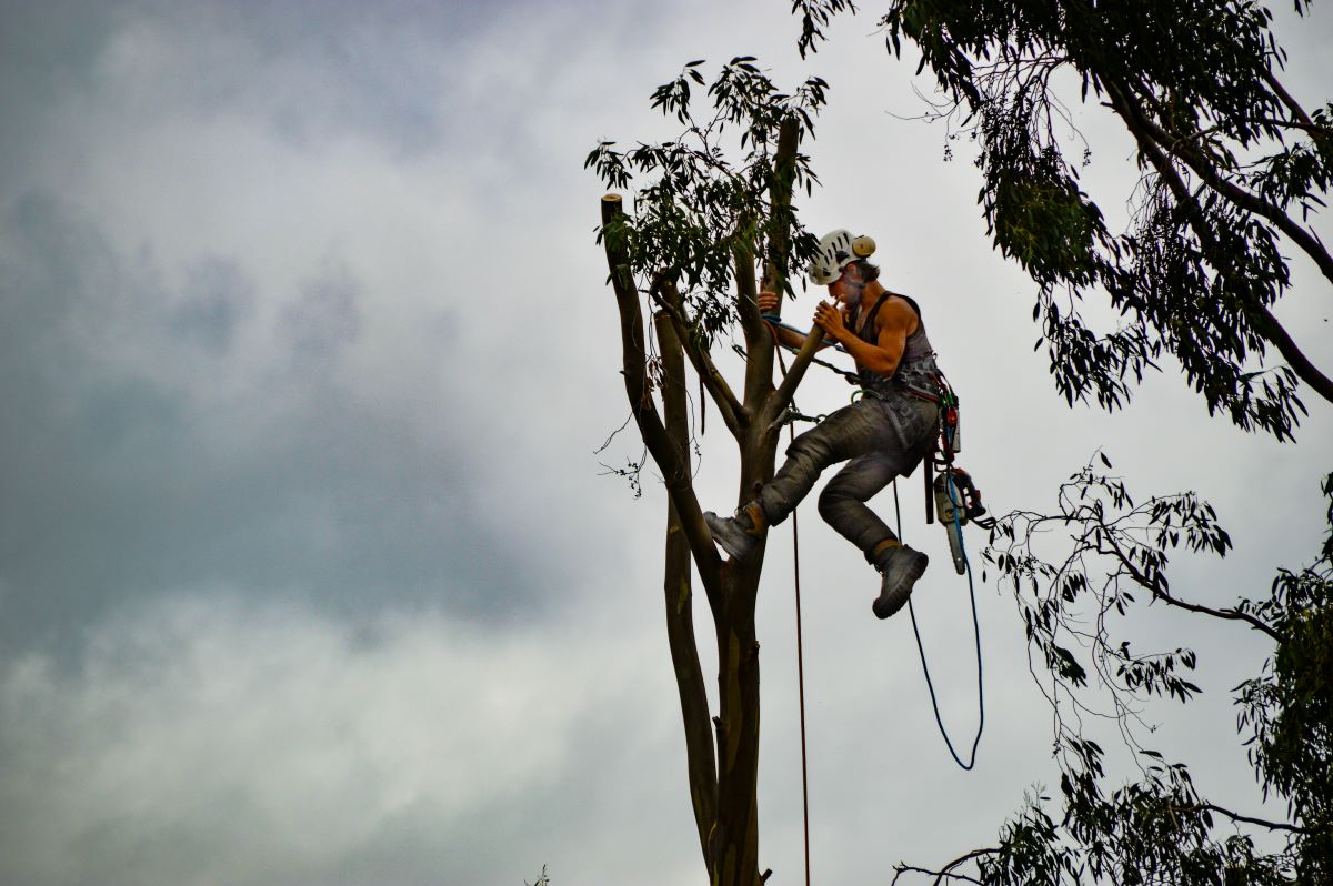 Tree surgeon working on a tree in London, UK