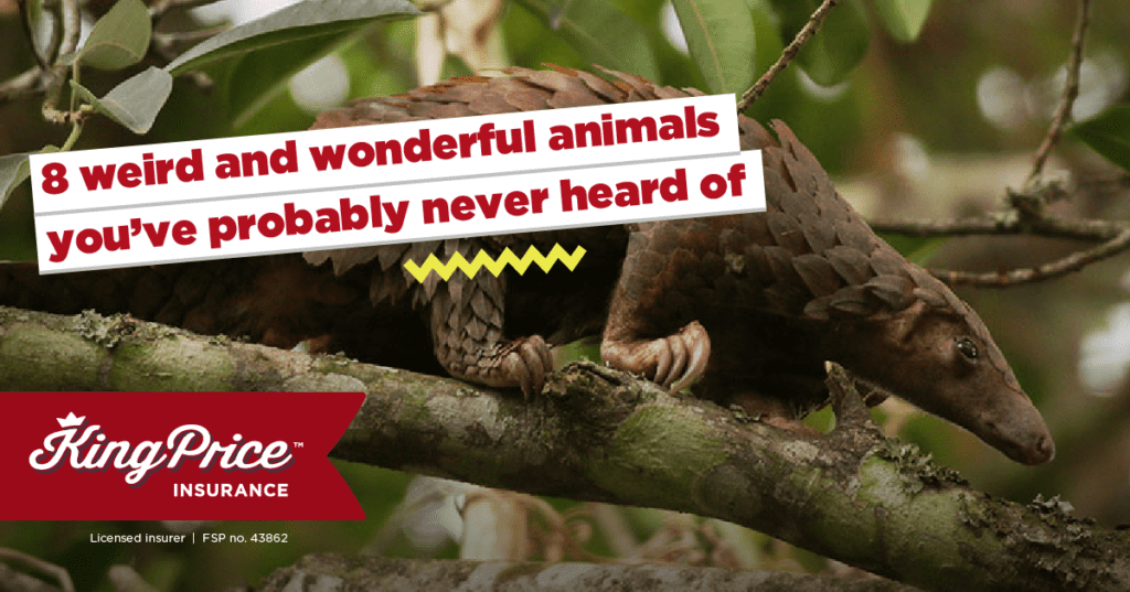 8 weird and wonderful animals you’ve probably never heard of