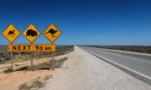 AAMI urges drivers to stay alert as wildlife collisions surge
