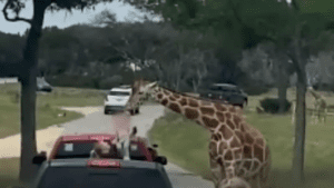 Giraffe's nibble turns into airborne adventure for Texas toddler