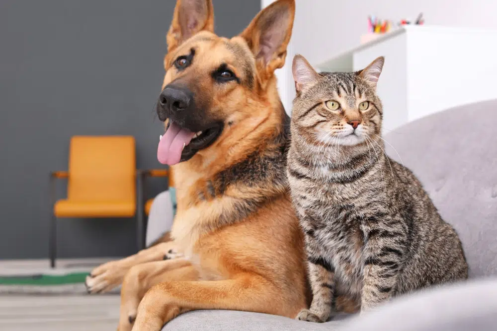 How much is pet insurance?