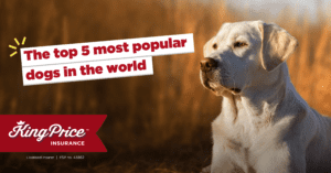 The top 5 most popular dogs in the world