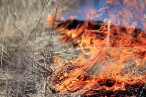 Fire burning dry grass