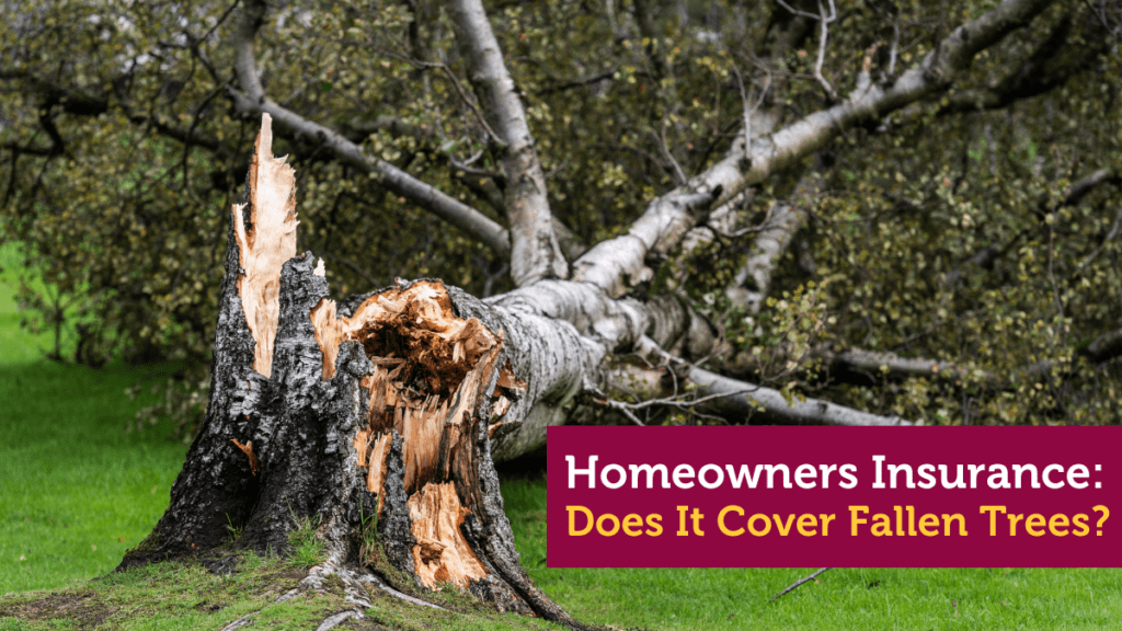 Does Homeowners Insurance Cover Fallen Trees?