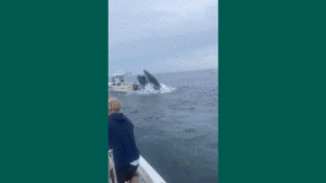 Huge Whale Capsizes Fishing Boat Off East Coast Of U.S.