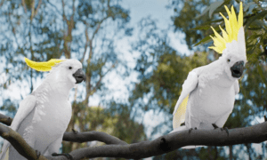 RACQ unveils animated mascot campaign to capture Queensland spirit