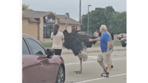 Ostrich escapes from trailer, disrupts traffic in South Dakota