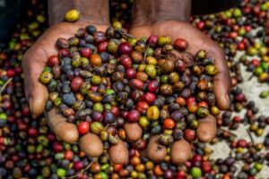 Liberty Mutual Re launches partnership to provide market first parametric solution to protect Kenyan Coffee farmers