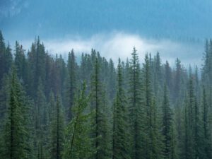 Jasper National Park with forest fires