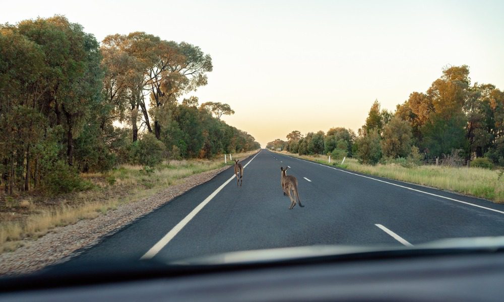 RAA Insurance warns of spike in kangaroo collisions