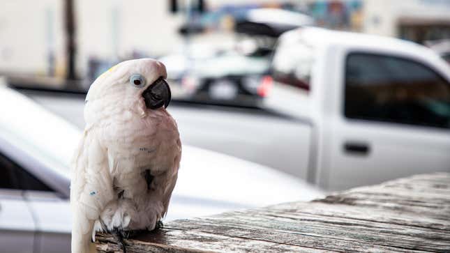 White Parrot Poses on a Table