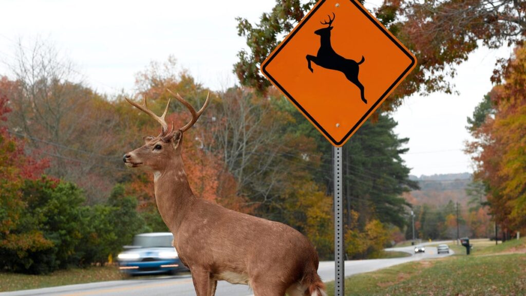 Four High Schoolers Develop Deer Avoidance AI Tech You Can Add To Your Car