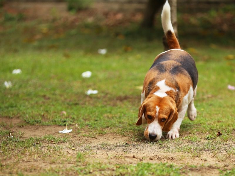 Beagle sniffs the ground and walking in the park. Dog unleashed in grass field.