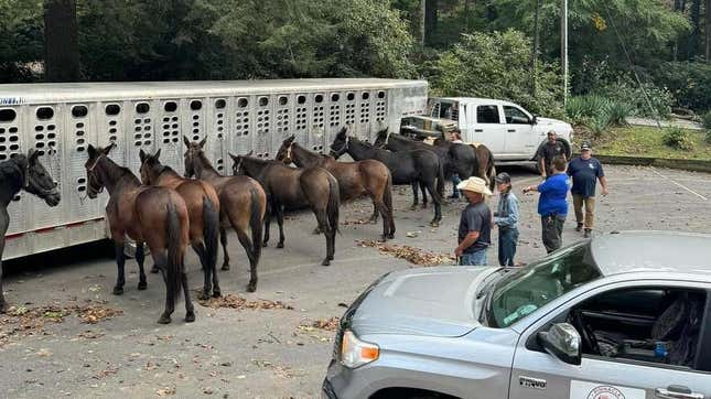 Image for article titled Hurricane Helene Ripped Up So Many Roads That Supplies Have To Be Delivered By Pack Mule