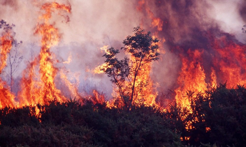 Survey reveals gaps in readiness ahead of bushfire season