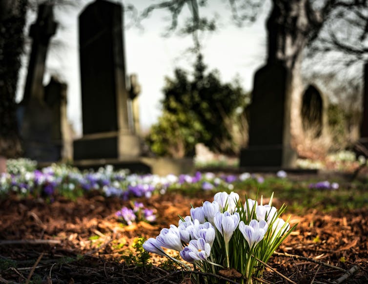 Flowers in a cemetery.