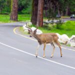 Will Your Car Insurance Cover You If You Hit a Deer?