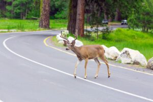 Will Your Car Insurance Cover You If You Hit a Deer?