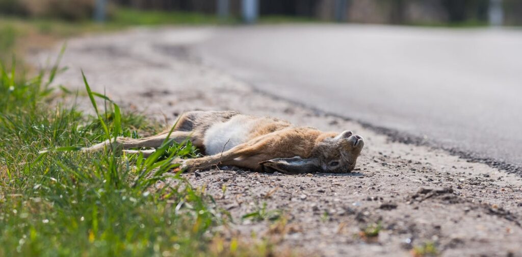 Millions of animals die on roads – does this make driving morally wrong?